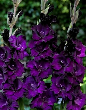 Гладиолус крупноцветковый Момбаса