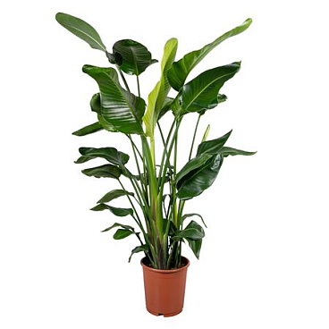 Strelitzia Nicolai 5+