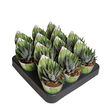 Haworthia Wide Zebra Potcover
