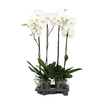 Phal 2st A2 White King 12+ (opti)