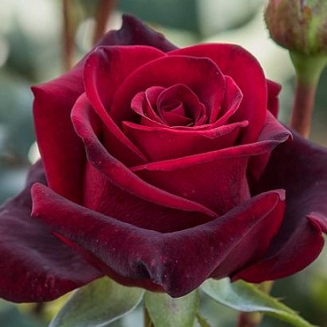 Роза чайно-гибридная Блэк Меджик