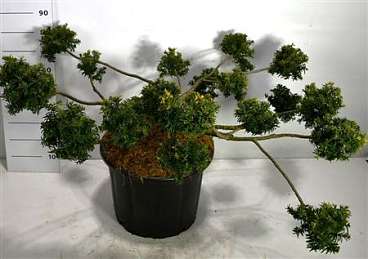 Taxus Bacc Summergold.