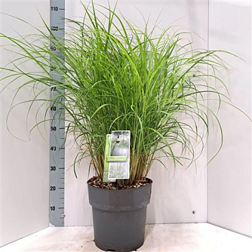 Miscanthus Sin Herman Mussel