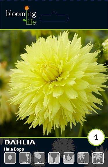 Георгина фимбриата Хейла Бопп