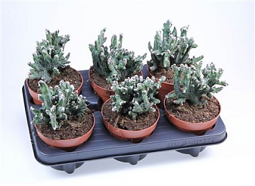Monvillea Spegazzini Monstrosa