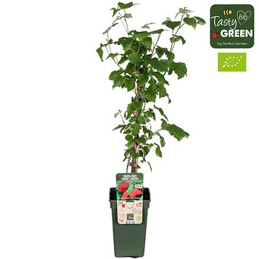 Rubus Autumn Happy Bio