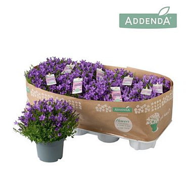 Campanula Ambella Intense Purple