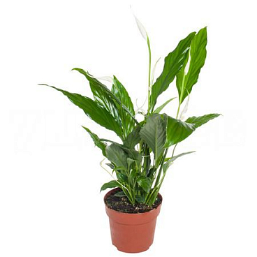 Спатифиллум Свит Чико