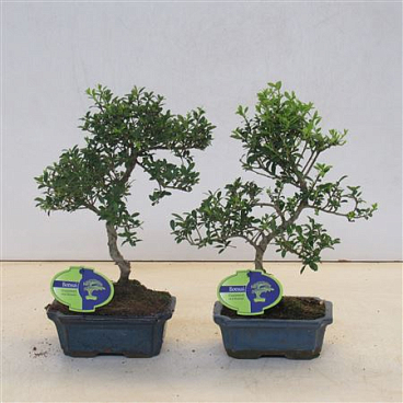 Ilex Crenata,  Small Leaf, Without Dr