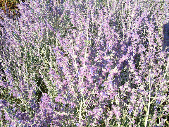 Перовския лебедолистная Литтл Спайр