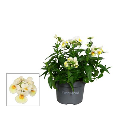 Nemesia Mareto White Lemon