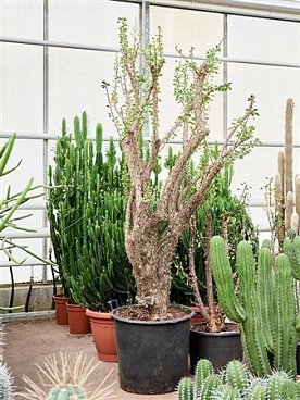 Fouquieria Splendens