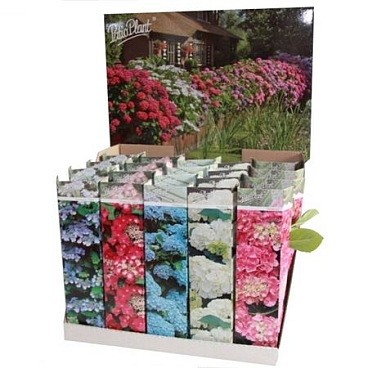 Hydrangea Ma Mix Young Plants