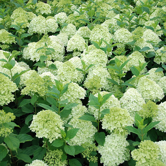 Гортензия метельчатая Диамантино штамб 60-70