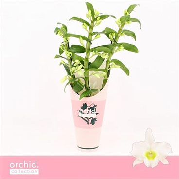 Dendr Nob 3st Apollon Orchid