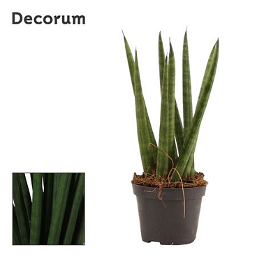 Sansevieria Cylindrica Spaghetti (decorum)