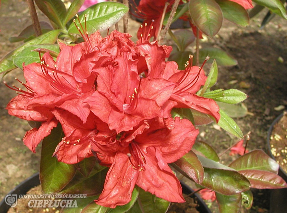 Азалия нэп-хилл Долоросо