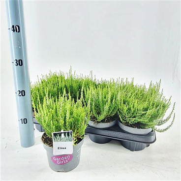 Calluna Gg Elisa