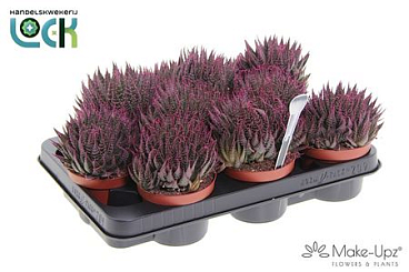 Aloe Aristata Make Upz Roze