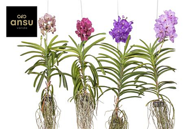 Vanda A2 Xxl Mix