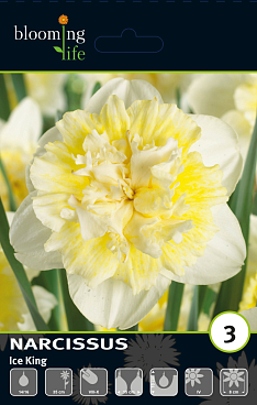 Нарцисс махровый Айс Кинг