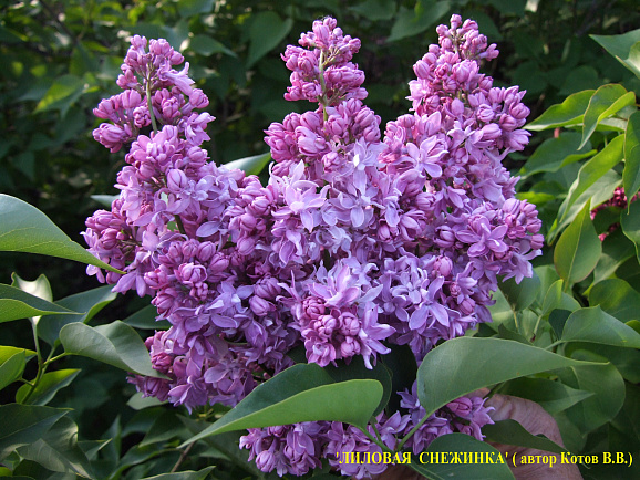 Сирень обыкновенная Лиловая Снежинка