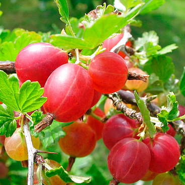 Крыжовник Краснославянский в тубе