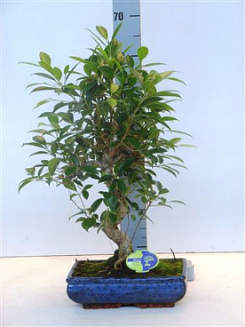Bonsai Ficus Without Drip Tray