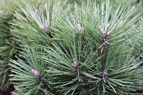 Сосна черная Кляйнер Турм