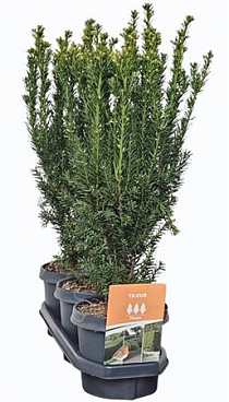 Taxus Media Hillii (hedgeline)