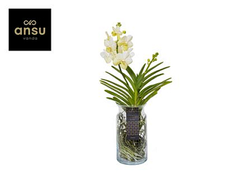 Vanda Bose Xl White