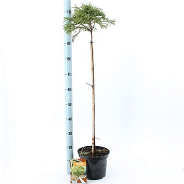 Cryptomeria Jap Little Champion On Stem