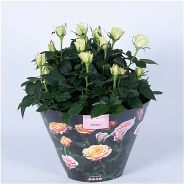 Rosa Excellent White In Bowl