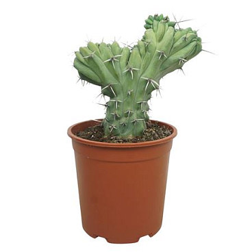 Myrtillocactus Geometrizans Cristaat