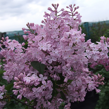 Сирень обыкновенная Ванильное Небо
