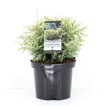 Кипарисовик лавсона Перли Свирлс