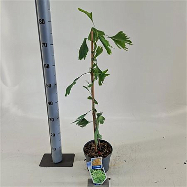 Ginkgo Biloba