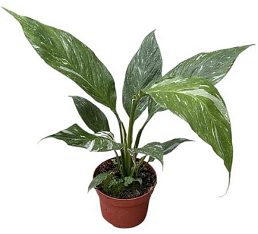 Spathiphyllum Diamond