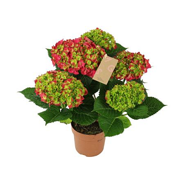 Hydrangea Ma Red 5+
