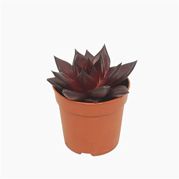 Echeveria Atlas
