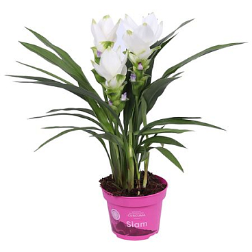 Curcuma Siam Sisto 2+
