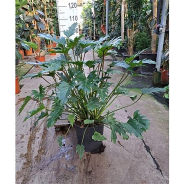 Philodendron Xanadu.