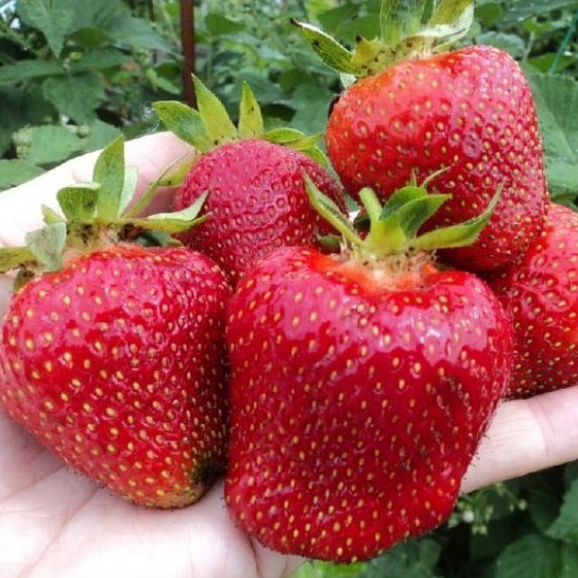 Земляника Дарселект