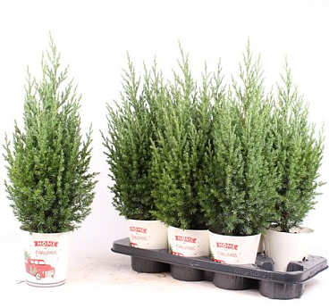 Juniperus Stricta In Smartcup Christmas