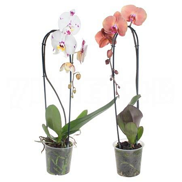 Фаленопсис Микс каскад 1 ст