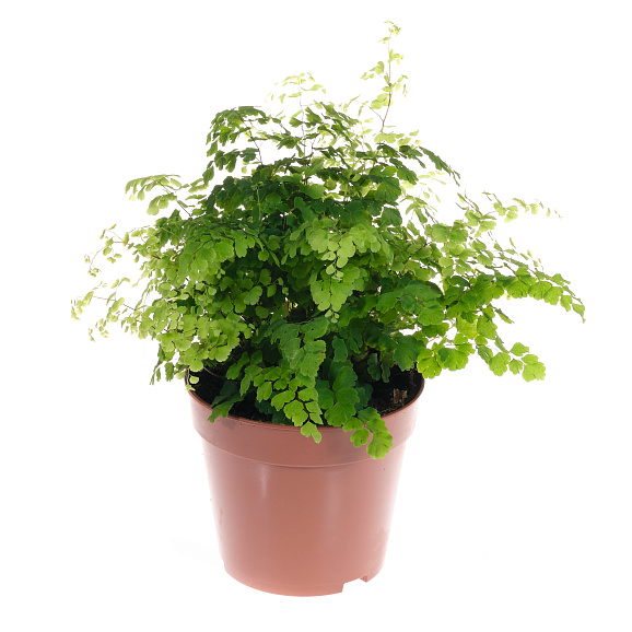 Адиантум Фрагранс