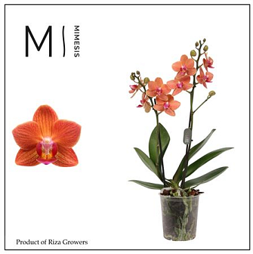 Phal 2st Bolzano