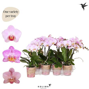 Phal Kolibri 1st Pink 10+ (ok)