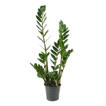 Zamioculcas Lima 12 Cm 2+ Veren 60 Cm (scenza)
