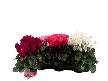 Cyclamen Super Xl Mix